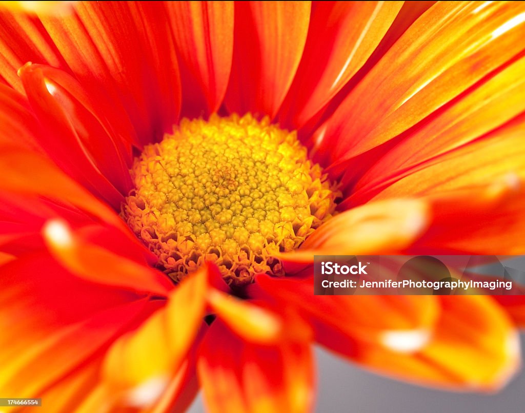 Daisy Macro - Photo de Abstrait libre de droits