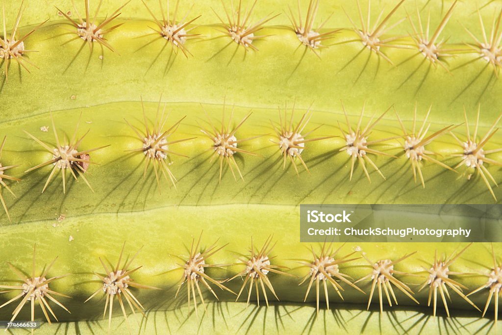 Saguaro-Kaktus Carnegiea gigantea Needles - Lizenzfrei Arizona Stock-Foto