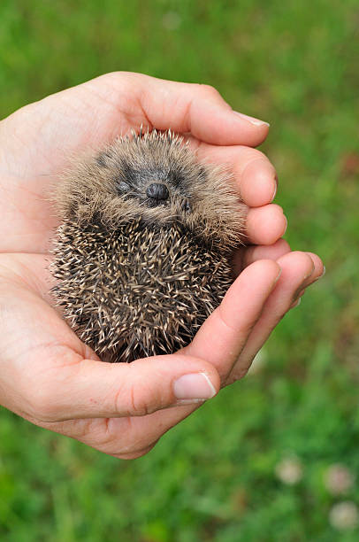 istock Baby Hedgehog in the hands 174666643