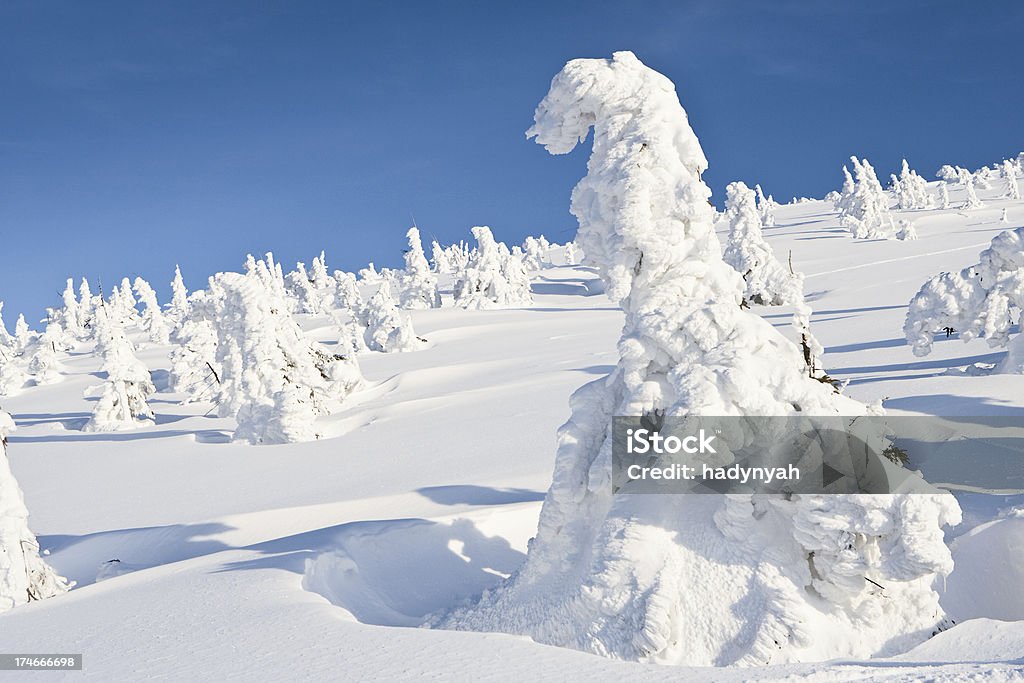Paisaje de invierno - Foto de stock de Abeto Picea libre de derechos