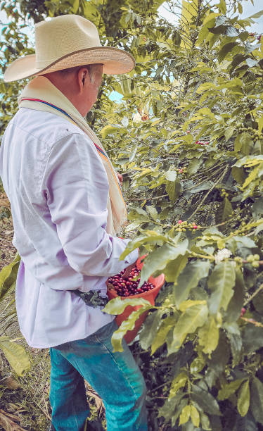 istock Farmer harvesting his coffee harvest on his farm 1746667043