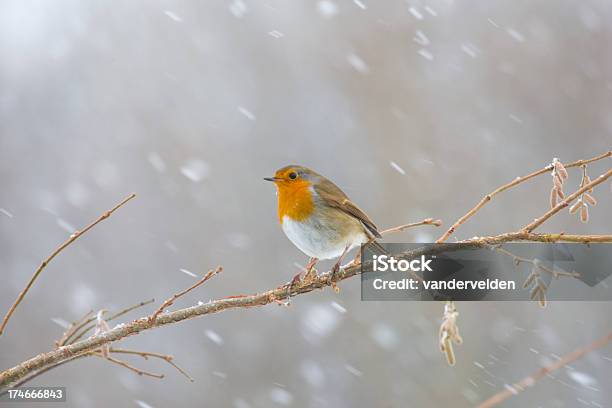 Foto de Inglês Robin Em Uma Tempestade De Neve e mais fotos de stock de Animal - Animal, Avelãzeira, Espaço para Texto