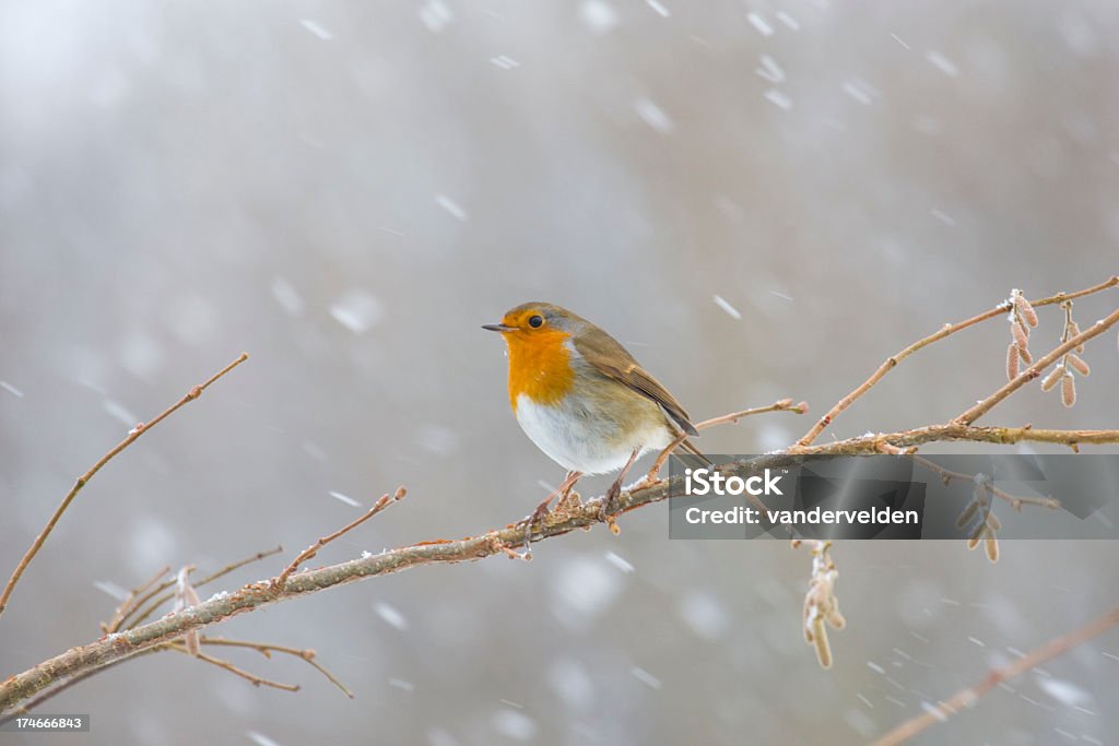 Английский Robin в сн�ежном буране - Стоковые фото Ветвь - часть растения роялти-фри