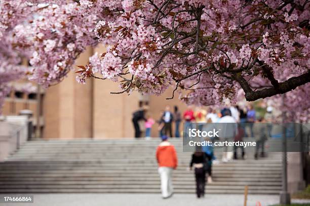 Cherry Blossoms Near People At The University Of Washington Stock Photo - Download Image Now