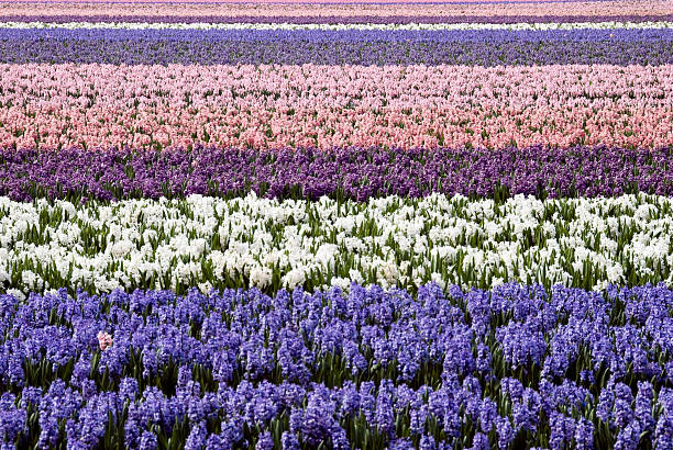 purple tulips blooming in a garden