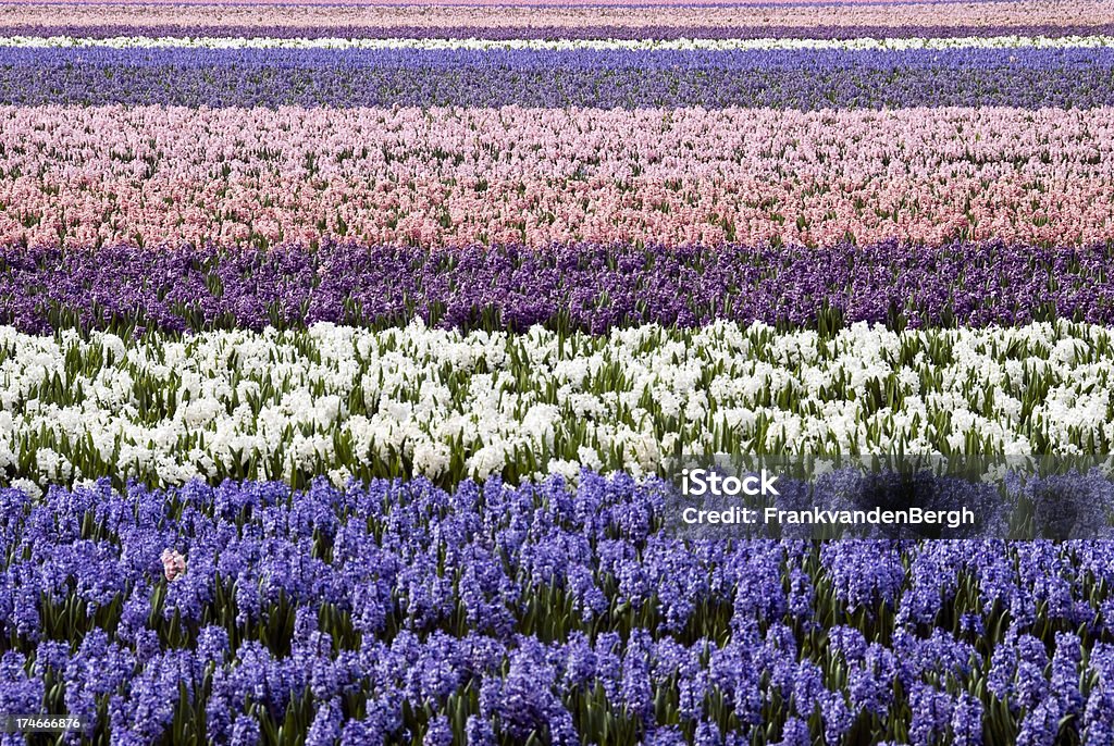 Field of hyacinths Flower beds of hyacinths in the Netherlands. Selective focus. Keukenhof Gardens Stock Photo