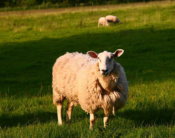 A sheep ready for shearing on the ranch