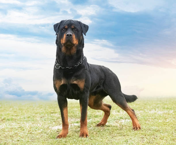 rottweiler in nature young rottweiler stayingin the nature in summer rottweiler stock pictures, royalty-free photos & images