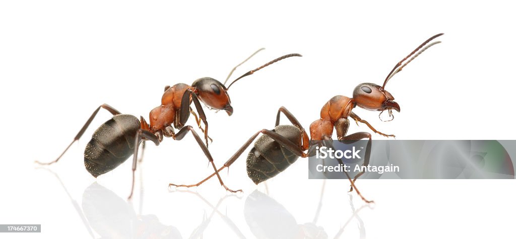 Deux fourmis - Photo de De petite taille libre de droits