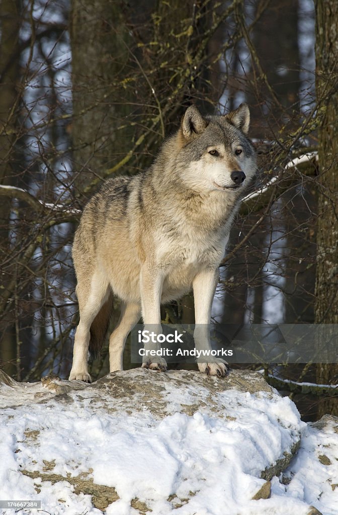 Alpha-Wolf - Lizenzfrei Baum Stock-Foto