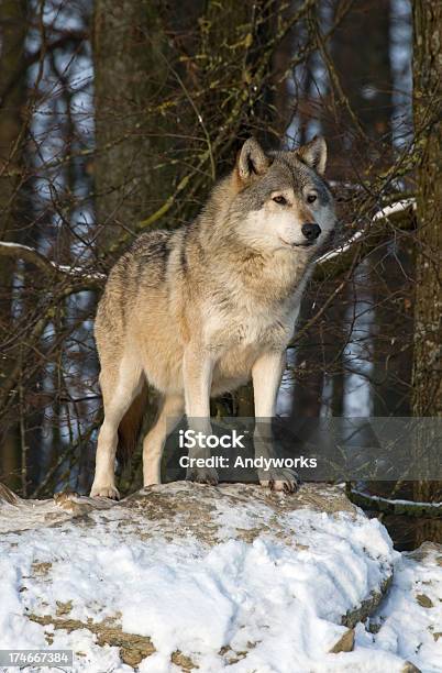 알파 Wolf 개에 대한 스톡 사진 및 기타 이미지 - 개, 겨울, 나무