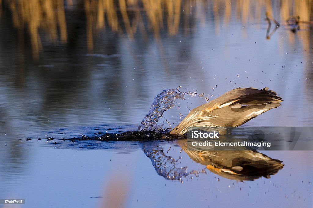 Great Blue Heron Ardea herodias () La pêche dans les marécages - Photo de Animaux à l'état sauvage libre de droits