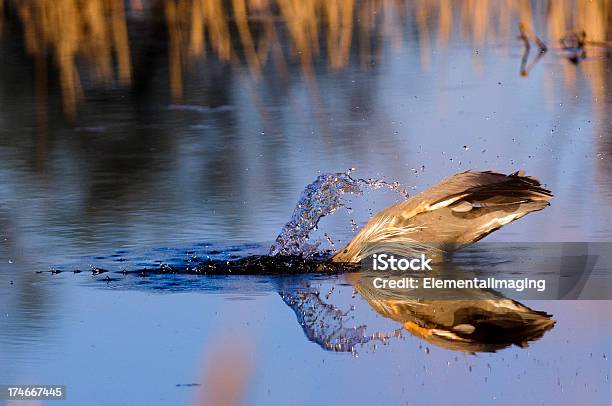 Photo libre de droit de Great Blue Heron Ardea Herodias La Pêche Dans Les Marécages banque d'images et plus d'images libres de droit de Animaux à l'état sauvage