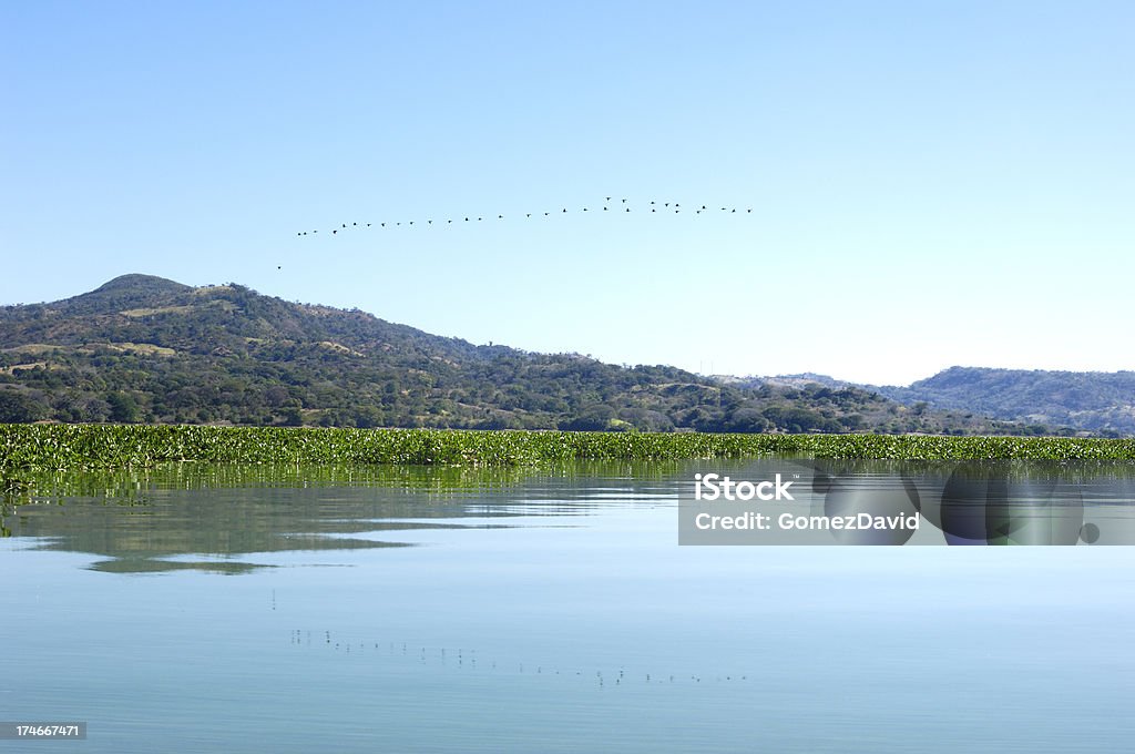 Uccelli che volano in formazione su Suchitlan Lago, El Salvador - Foto stock royalty-free di El Salvador