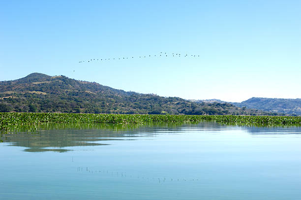 pássaros voar em formação sobre suchitlan lago, el salvador - el salvador lake scenics nature imagens e fotografias de stock