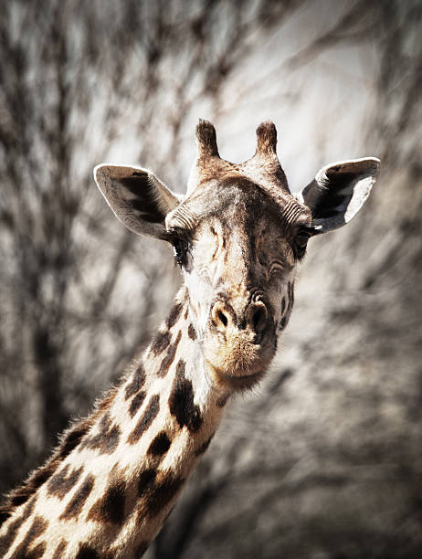 Retrato de uma girafa com olhos tristes. - foto de acervo