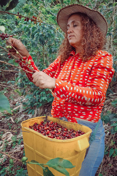 istock Coffee worker harvesting coffee in her basket 1746675085