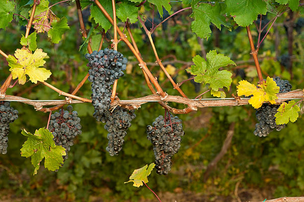 raisin sur la vigne - vineyard california napa valley vine photos et images de collection