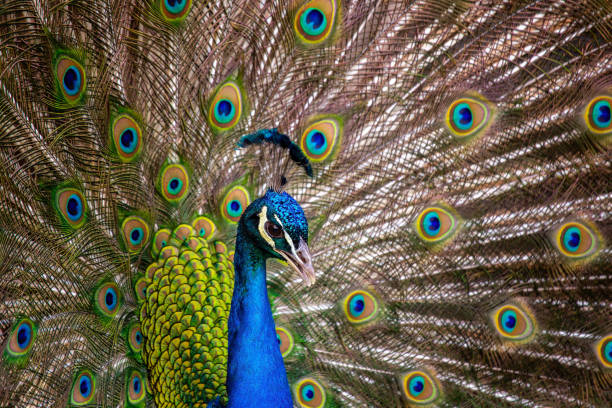 istock Indian Peafowl / Peacock (Pavo cristatus) Outdoors 1746676773