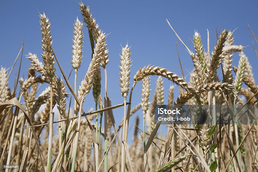 小麦のフィールド - オーガニックのロイヤリティフリーストックフォト