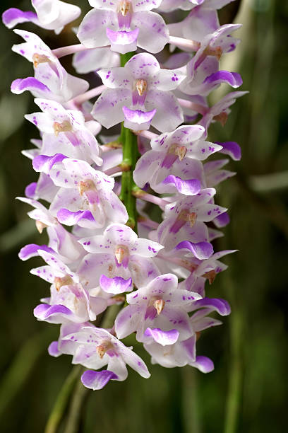 istock White orchid big Group in farm 174667683