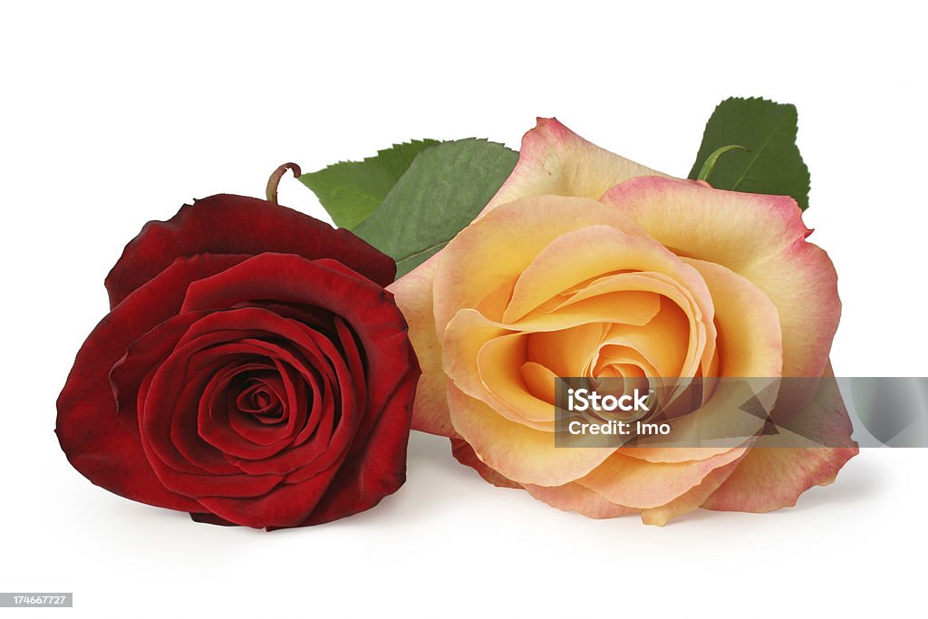 Due Rose - Foto stock royalty-free di Arancione