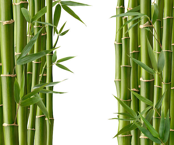 kuvapankkikuvat ja rojaltivapaat kuvat aiheesta bambu passage - giant dracaena