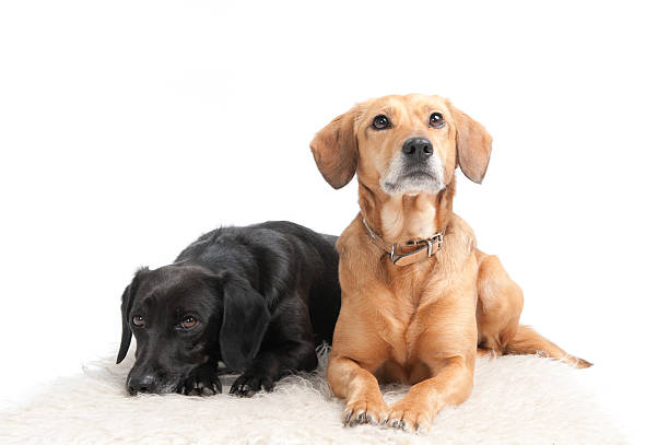 istock best of friends 174667822