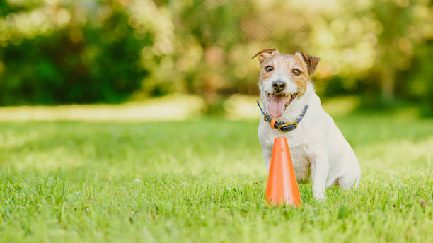 istock Panoramic background with a dog sitting next to training cone during obedience class in dog school 1746678460