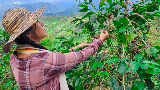 Farmer woman from the countryside collecting coffee fruits on her farm