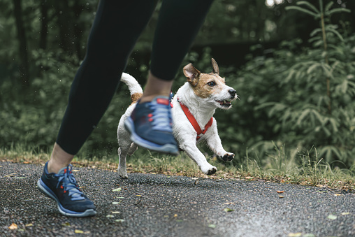 Jack Russell Terrier running with his owner