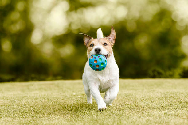 istock Happy dog playing with a pet toy ball training to fetch and retrieve objects 1746678499