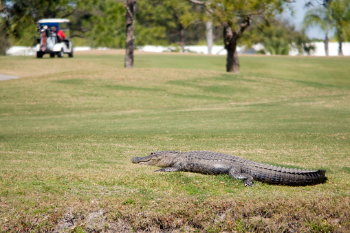 Alligator moving in the direction of a golf cart. Shallow DOF, with main focus on alligator.