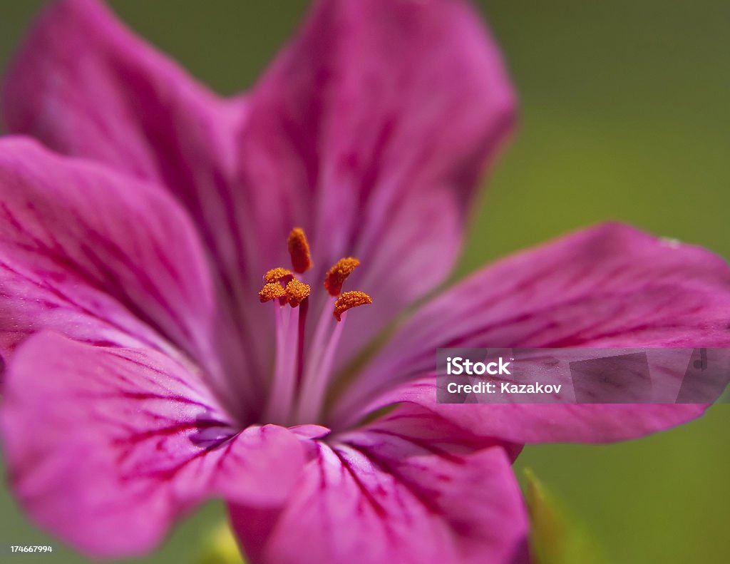 Rosa flor - Foto de stock de Aire libre libre de derechos