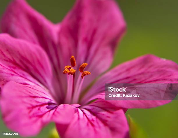 Rosa Flor Foto de stock y más banco de imágenes de Aire libre - Aire libre, Cabeza de flor, Característica de planta