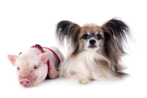 pink miniature pig and papillon dog in front of white background