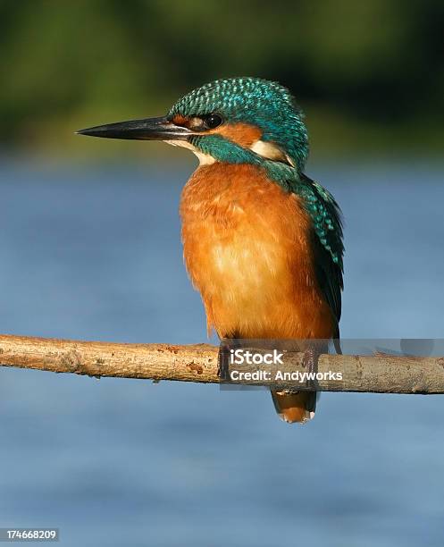 Eisvogel Alcedo Atthis Stockfoto und mehr Bilder von Ast - Pflanzenbestandteil - Ast - Pflanzenbestandteil, Einzelnes Tier, Eisvogel