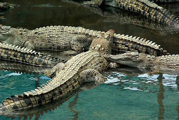Photo of Group of Young Salt Water Crocodiles, Far North Queensland, Australia