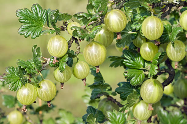 uva spina - gooseberry fruit growth green foto e immagini stock