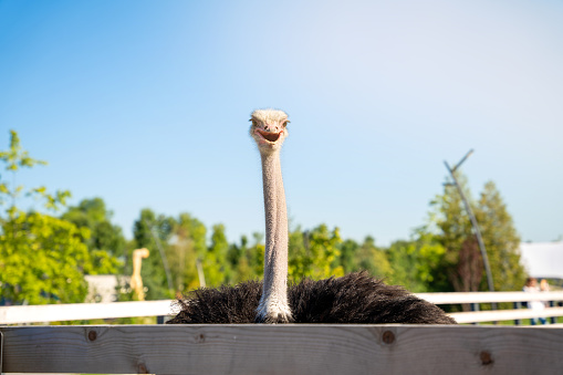 Funny ostrich in the zoo on a sunny summer day. Nature and animals