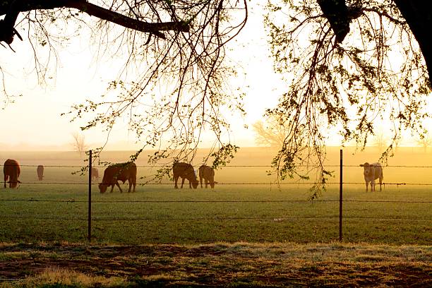 Agriculture: Foggy Farm Sunrise with cattle in field, fence, branches stock photo