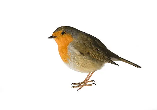 Robin against a white background. The National Bird of the United Kingdom ( Erithacus rubecula ).
