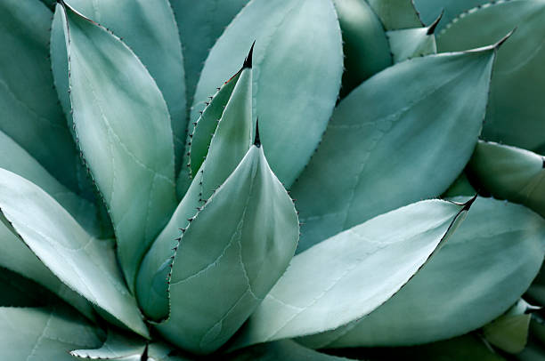 foglie di agave - pianta grassa foto e immagini stock