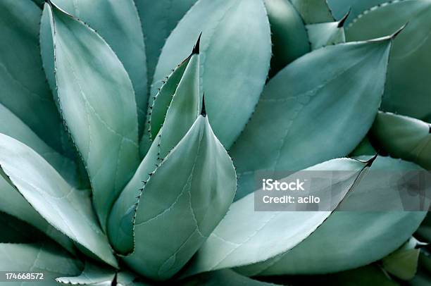 Agave Leaves Stock Photo - Download Image Now - Agave Plant, Succulent Plant, Close-up