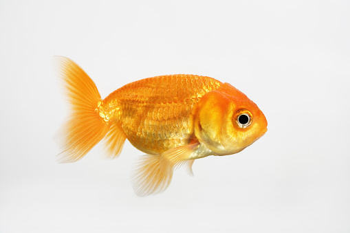 Goldfish photographed in aquarium 