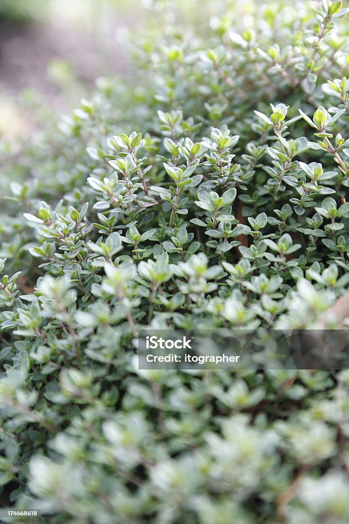 Thyme im Garten - Lizenzfrei Bildschärfe Stock-Foto