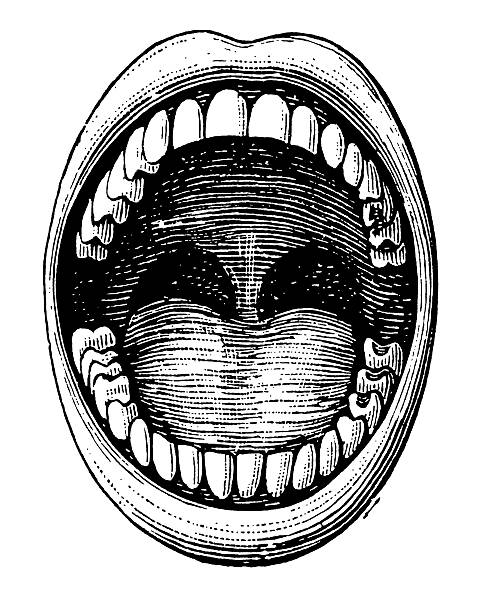 Vintage Clip Art and Illustrations | Open Mouth, Teeth "Antique medical illustration depicting open mouth and teeth. Published in Systematischer Bilder-Atlas zum Conversations-Lexikon, Ikonographische Encyklopaedie der Wissenschaften und Kuenste (Brockhaus, Leipzig) in 1844. Photo by N.Staykov (2008)CLICK ON THE LINKS BELOW FOR MORE IMAGES LIKE THIS ONE:" shouting illustrations stock illustrations
