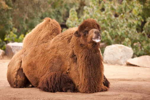 Bactrian Camel Animal Africa Desert Transportation Beast Of Burden Stock  Photo - Download Image Now - iStock