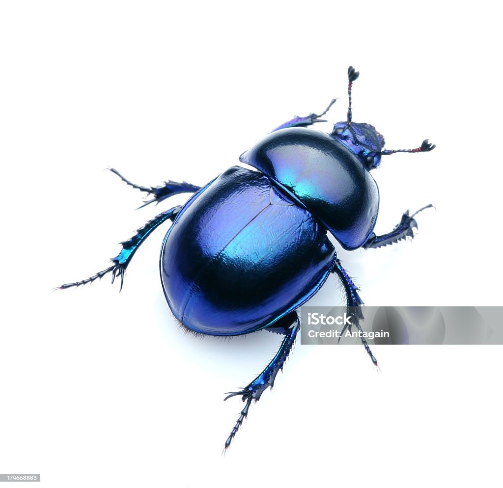 甲虫 - カットアウトのロイヤリティフリーストックフォト