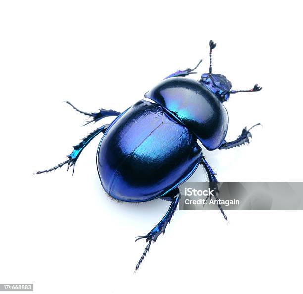 甲虫 - カットアウトのストックフォトや画像を多数ご用意 - カットアウト, カミキリムシ, 写真